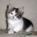 Котята-рысята разных окрасов (3 фотографии)