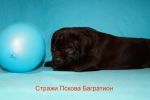 Щенки Кане Корсо от мультичемпионов (3 фотографии)